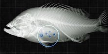 Still uit video 3 van het beukenproject: een röntgenfoto van een vis met plastic in zijn buik.